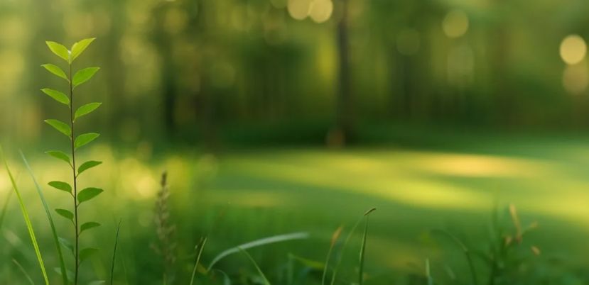 Прямой эфир Президентского фонда природы