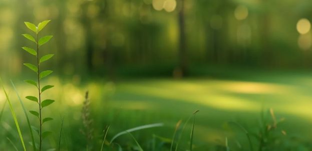 Прямой эфир Президентского фонда природы