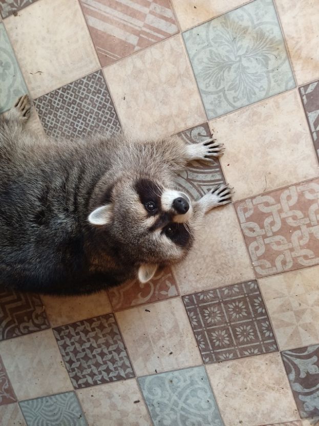 Енот Пуффик подарит тепло